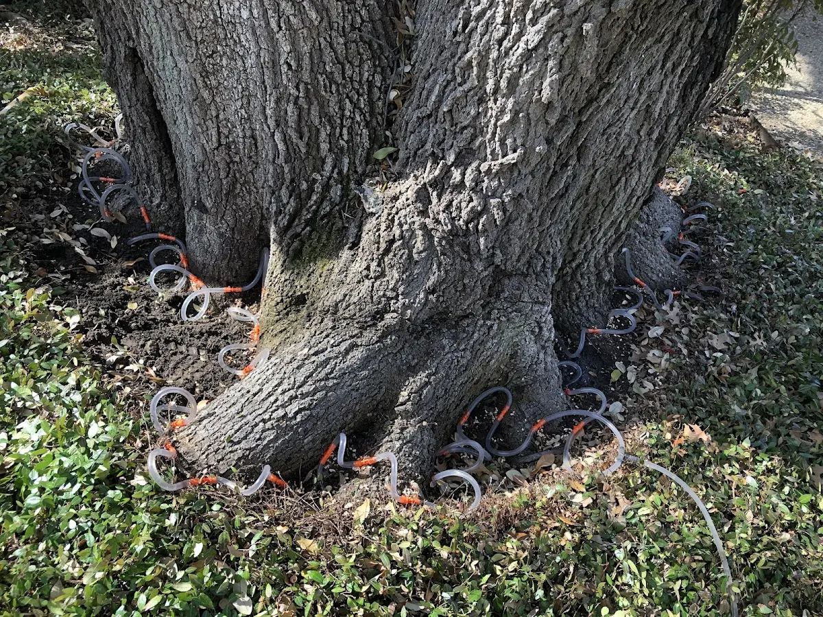 Detailed Shrub and Hedge Trimming job site in Fessenden